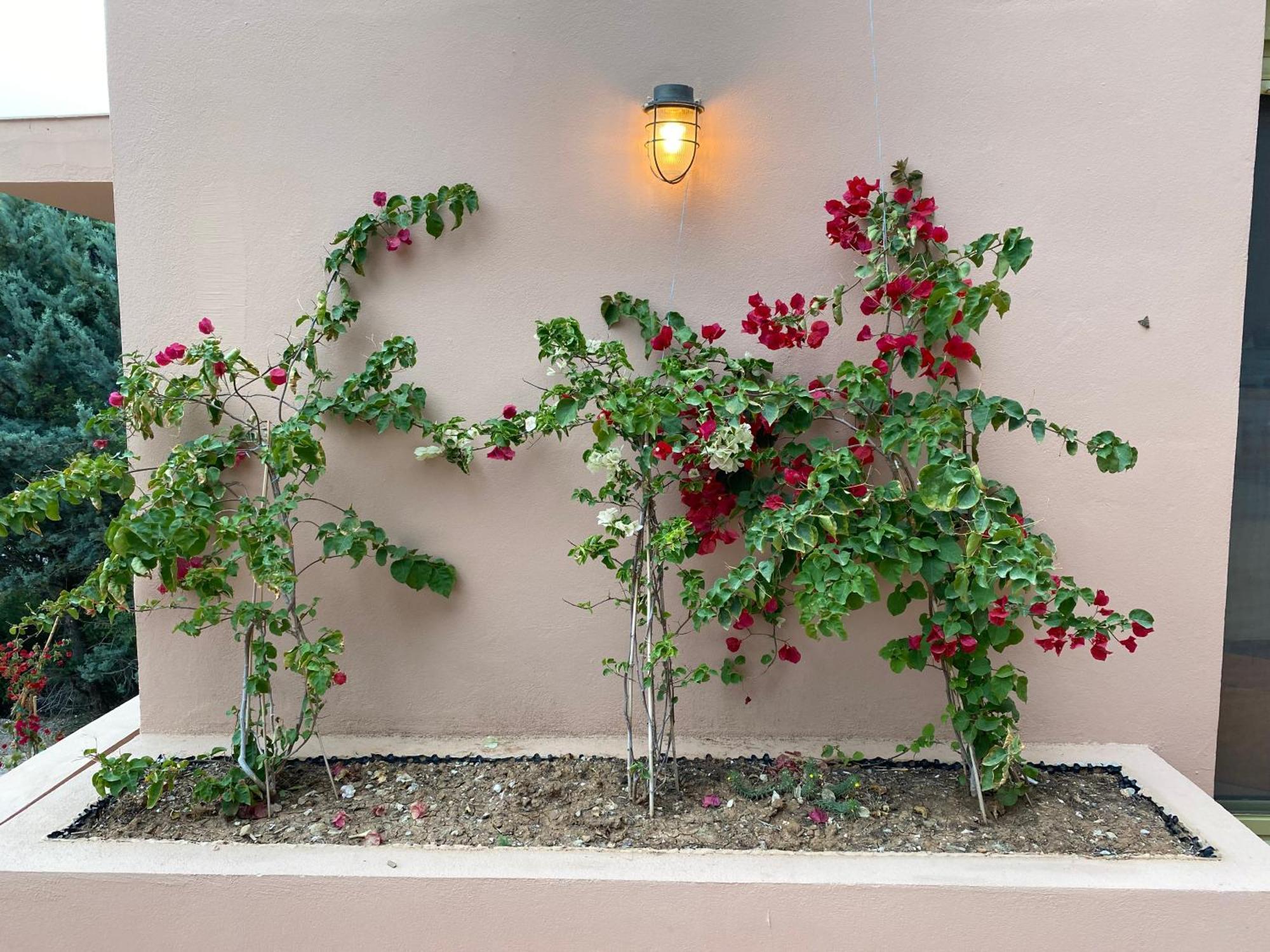 Askalosia Villa Агиос-Георгиос Экстерьер фото
